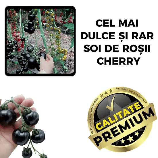 Roșii Cherry Negre Dulci – BlackTomat™