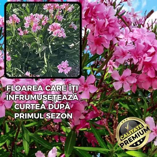 Semințe Leandru Roz Puternic - LeanMax™
