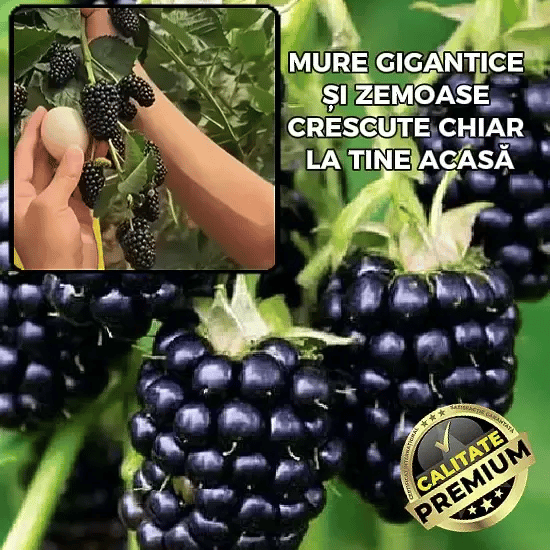Mure Gigant - MegaBerry™