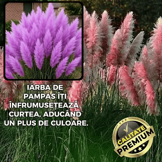 Semințe Iarbă Pampas Multicoloră - PampLux™