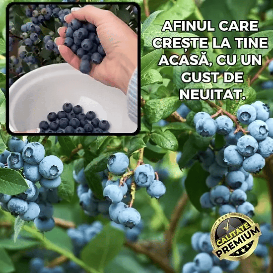 Afin Dulce de Grădină - BerrySweet™