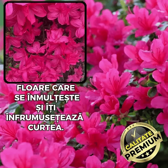 Floare Azalee Japoneză Roz - AzaPink™