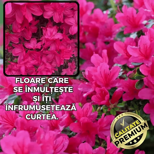 Floare Azalee Japoneză Roz - AzaPink™