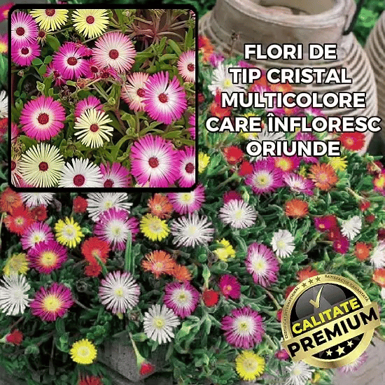 Florii tip Cristal Multicoloare - ColorMix™