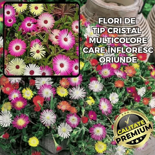 Florii tip Cristal Multicoloare - ColorMix™