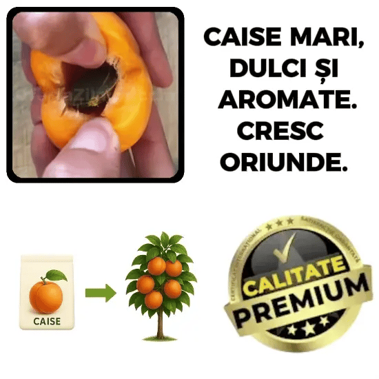 Puișor de Cais - CaisMagic™
