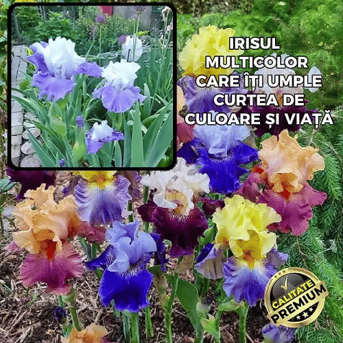 Iris Multicolor  - RainbowGarden™