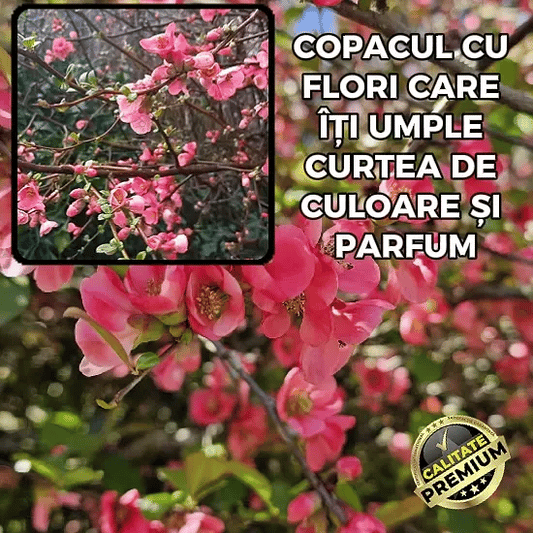 Arbust Decorativ cu Flori Spectaculoase - ArtJap™