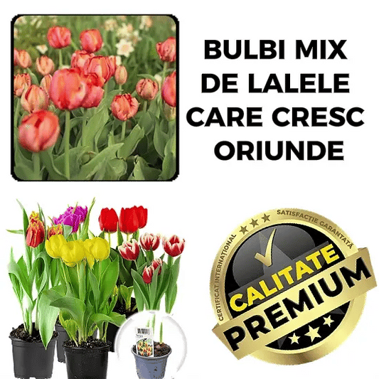 Bulbi De Lalele Mix - MixtLale™