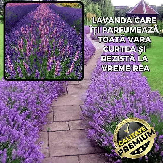 Lavandă Parfumată și Bogată - BloomLav™