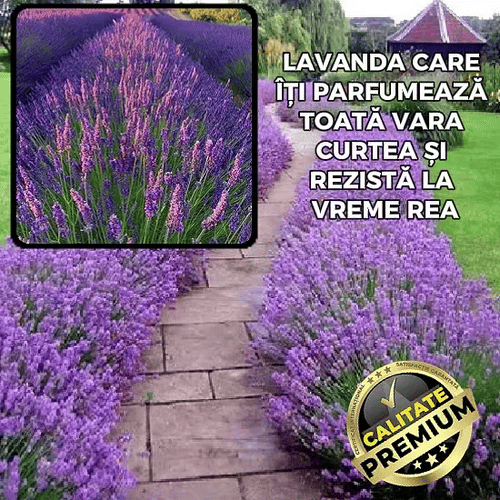 Lavandă Parfumată și Bogată - BloomLav™
