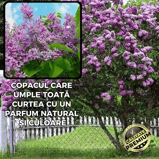 Liliac Parfumat Premium - LilacBloom™