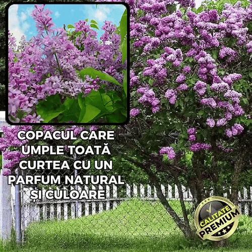 Liliac Parfumat Premium - LilacBloom™