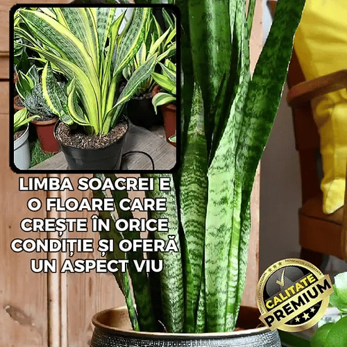 Planta Limba Soacrei - AirFresh™
