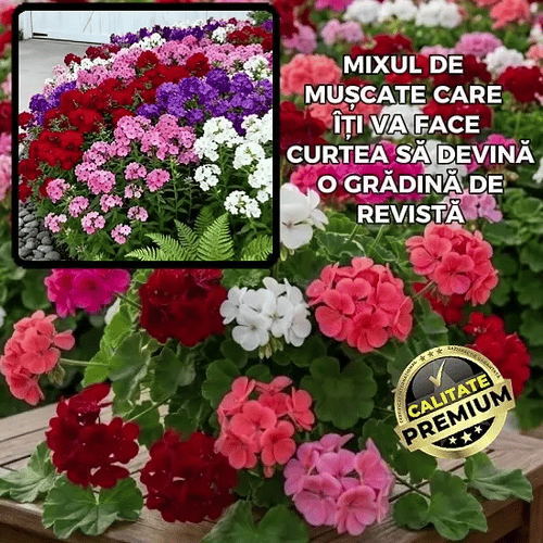 Semințe de Mușcate Multicolore - BloomMix™