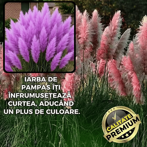 Semințe Iarbă Pampas Multicoloră - PampLux™