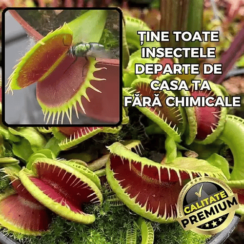 Planta Carnivoră care te scapă de insecte – InsectStop™