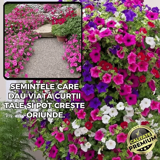 Semințe Petunia Multicoloră - PetnColo™