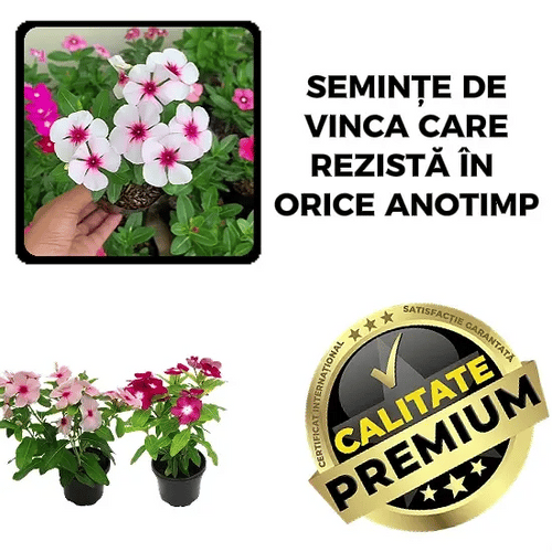 Semințe Vinca Rezistente - VincaMax™