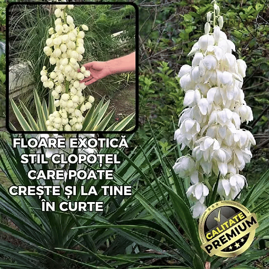 Semințe Yucca Bicoloră – YucBloom™