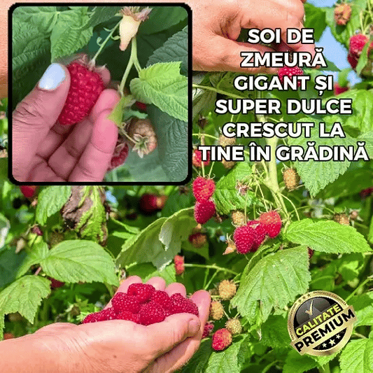 Butasi Zmeur Gigant - DulceBerry™